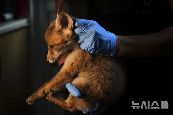 Nicki Townsend carries a fox at the hospital run by The Fox Project near Tonbridge, England, Thursday, May 22, 2025. (AP Photo/Frank Augstein)
