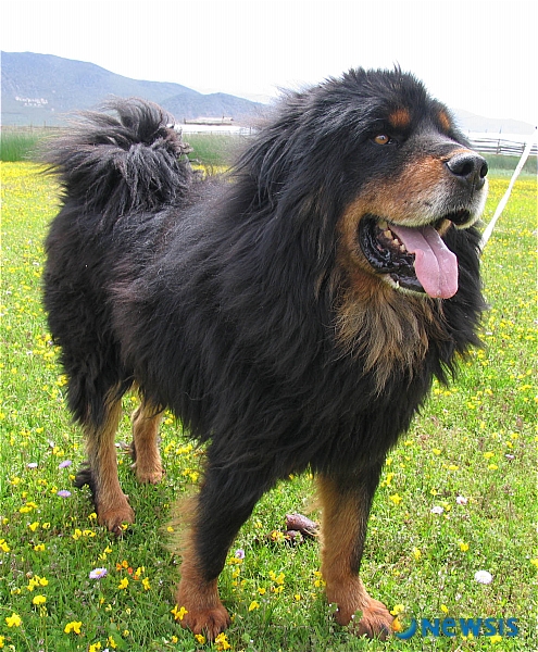 【서울=뉴시스】&nbsp; 중국 당대(當代) 문학상 수상자인 양쯔쥔(楊志軍)의 장편소설 ‘짱아오(藏獒)’를 우리말로 옮기면 ‘사자개’다. 티베탄 마스티프종 개를 중국에서는 짱아오, 즉 사자개라고 부른다.&nbsp; 티베트의 망망한 초원과 투명한 고원 호수, 만년설이 뒤덮은 설산, 천막집과 야크떼, 숱한 야생 동·식물, 야생초처럼 자라는 아이들, 절대자를 향한 순수한 신앙으로 살면서 소중한 인간성을 지키려는 사람들, 그리고 이 시대 맹수의 마지막 표본이 된 사자개에 관한 소설이다.&nbsp; 의리 있고 용감한 사자개를 통해 인간의 양심과 본성을 성찰케 한다.&nbsp; 역사책에 ‘토번’이란 이름으로 등장하는 나라가 바로 현재의 티베트다. 7세기 티베트를 최초로 통일한 토번왕 송첸캄포는 당나라 수도 서안을 공격할 만큼 세력이 강성했다. 당나라 문성공주와 정략결혼을 요청, 성사했을 정도다.&nbsp; 문성공주가 시집온 후 제지술과 불교가 전래됐으며 티베트 문자도 만들어졌다. 이후 티베트는 정교혼합 체제를 이루며 ‘라마교’라 불리는 티베트 불교를 꽃피워 왔다. 티베트는 그들만의 땅과 언어, 문화, 종교를 가진 엄연한 독립국가였다.&nbsp; 그러나 중국의 무력 침략으로 티베트 사원은 파괴되고, 사유재산은 몰수됐다. 승려들은 강제 투옥되고 환속됐다.&nbsp; 소설은 티베트의 모든 것을 처참하게 파괴한 문화대혁명과 더 이상 야성을 간직할 수 없게 된 사자개의 역사를 교차한다.&nbsp; 잘못된 미움, 분노, 적대감은 티베트의 문화와 전통, 사자개의 야성과 위엄, 무엇보다도 인간성을 철저히 말살했다.&nbsp; 양쯔쥔은 말한다. “인간은 이제는 늑대가 돼버려 스스로는 인간성을 지켜낼 수 없게 된 것일까.”&nbsp; 이성희 옮김, 677쪽, 1만4000원, 황금여우/ 신동립기자 reap@newsis.com