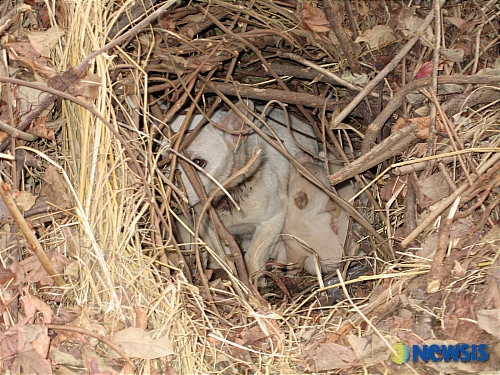 [서울유기견 통계]'낯선 개가 돌아다녀요' 하루 평균 15.2건 처리 