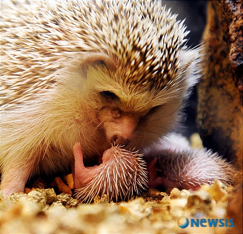 【서울=뉴시스】&nbsp; 28일 서울 삼성동 현대백화점 무역센터점이 마련한 방학맞이 '파충류, 희귀 양서류 체험전'에 전시된 어미 고슴도치가 낳은 지 얼마 안 된 새끼들을 돌보고 있다.&nbsp; 31일까지 열리는 이번 전시회에서는 뱀, 도마뱀, 악어, 거북이, 토끼 등 살아있는 파충류, 양서류, 포유류 총 53종을 볼 수 있으며, 미꾸라지 잡기 및 붕어잡기 체험도 할 수 있다. /김선아기자 avatar73@newsis.com