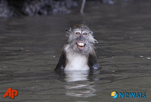 【랑카위(말레이시아)=AP/뉴시스】 16일 말레이시아 랑카위섬의 킬림 생태공원에서 긴꼬리원숭이 한마리가 관광객들이 던져준 음식을 받아먹으며 물속에 앉아있다.