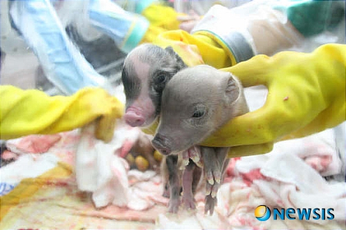 [서울=뉴시스] 건국대 축산대 바이오장기센터는 전세계에서 4번째로 무균돼지 사육시설을 설립, 2008년 사람의 장기를 대체할 수 있는 바이오 장기를 생산하는 무균돼지의 무균화에 성공했다. (사진=건국대 제공)/박종민기자 photo@newsis.com