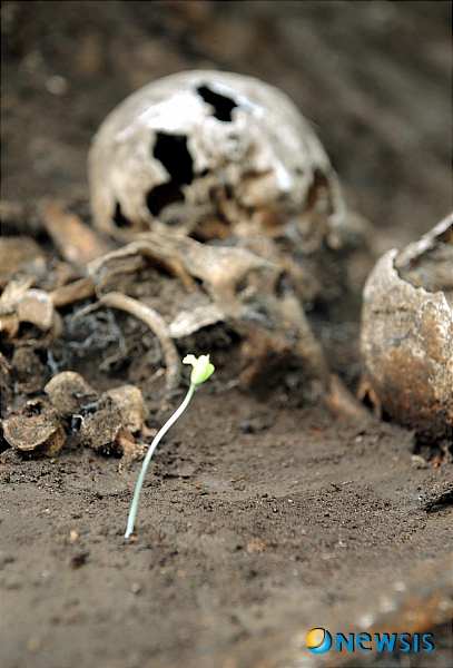【함평=뉴시스】&nbsp;&nbsp;&nbsp; 진실.화해를 위한 과거사정리위원회가 16일 오후 전남 함평군 해보면 광암리 가정마을 뒷산에서 한국전쟁기에 집단 희생된 민간인 유해 100여구를 공개한 가운데 유골 속에서 새싹 하나가 올라오고 있다.&nbsp;&nbsp;&nbsp; 이번에 발굴된 유해는 1951년 2월20일 빨치산 토벌 작전에 나선 국군에 의해 집단 사살된 민간인들이다. /맹대환기자 mdhnews@newsis.com <관련기사 있음>