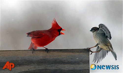 【메이스빌(미 켄터키 주)=AP/뉴시스】9일(현지시간) 미국 켄터키 주(州) 메이스빌에서 홍관조 한 마리가 먹이통을 지키기 위해 굴뚝새 한 마리를 쫒아내고 있다.