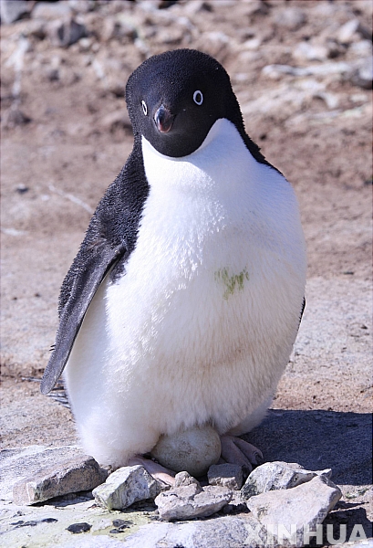 【중산기지(남극)=신화/뉴시스】지난해 12월13일 중산(中山)기지 인근에 있는 남극에서 아델리 펭귄 한 마리가 알을 품고 있는 모습이다. 