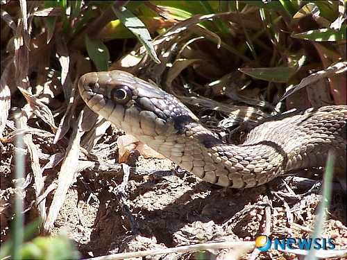 【서울=뉴시스】원추의 [오늘의 운세] 2010년 4월13일 화요일 (음력 2월29일)&nbsp; ▶ 쥐띠 = 72년생 ㅂ·ㅊ·ㅎ 성씨 불의를 참지 못하는 성품은 좋지만 결국 자신에게 돌아오는 것은 피해뿐일 수 있으니 조심하라. 다른 사람의 사정을 봐주기만 하다가 결국 울상이 될 수 있다. 인정에 끌리지 말고 먼저 자기 일에 열중하라. 5·7·9월생은 서남간이 길.&nbsp; ▶ 소띠 = 새로운 것에 도전하는 것은 좋으나 남의 것을 모방하는 것은 삼가라. ㄹ·ㅈ·ㅍ 성씨 처음 마음먹었던 포부를 실행하기 힘들 듯. 확고한 계획을 세워서 추진하라. 2·11·12월생 자칫 소홀하다가 남의 채무까지 책임질 우려 있다. 특히, 서·남쪽에 있는 사람을 조심하라.&nbsp; ▶ 범띠 = 생활의 리듬이 깨지면 삶 전체가 흔들리게 된다. 어려울수록 침착하게 대처하라. 3·4·8월생 ㄱ·ㅈ·ㅇ 성씨 용기를 가지고 매사 전진하면 빛이 보이겠다. 오렌지색·녹색이 길.&nbsp; ▶ 토끼띠 = 화술이 능해 모든 사람들에게 인기가 높다. 그러나 끈기가 없어서 끝맺음이 약한 것이 단점이구나. ㅊ·ㅂ·ㅎ 성씨 실증을 잘 내는 성격 또한 고쳐라. 1·3·6월생 자신의 주장만 내세우는 것은 조금 꺾어야 할 듯.&nbsp; ▶ 용띠 = 친구 간에 동업하지 마라. 우정에 금 갈 염려 있다. 2·5·9월생 애정은 상대방에 대해서 지칠 대로 지쳐 있겠다. 그렇다고 경솔하게 행동하다가는 후회하게 될 듯.&nbsp; ▶ 뱀띠 = 예기치 않는 일이 생길 수 있으니 항상 경계하라. 특히, 금전관계나 이성문제로 구설수에 오를 수 있으니 침착하게 처신하도록. 1·4·12월생 잘못 시작한 애정으로 인해 삶이 힘겨울 듯. 북쪽에서 진행하는 사업 성공가능성 크다.&nbsp; ▶ 말띠 = 다른 사람이 하는 일을 무조건 부정적으로 보는 것은 옳지 못한 행위다. 콩 심은데 콩 나고 팥 심은데 팥 나니 처음부터 잘하라. 5·6·10월생 그대를 짝사랑하는 자 있다.&nbsp; ▶ 양띠 = 사랑하는 사람에게 언행을 함부로 한다면 불리하다. 감정을 억제하고 여유를 가져라. 3·4·9월생 부모가 반대하는 결혼을 했으니 스스로 끝가지 책임져야 한다. 오렌지색·흰색이 행운을 주는 색.&nbsp; ▶ 원숭이띠 = 평온한 상태인데도 만족치 못하니 권태로운 시기다. 7·8·9월생 현재는 힘겹겠지만 서서히 좋아질 듯. 애정은 혼자서만 살아갈 수는 없는 법. 내 팔자 탓해봤자 누워서 침 뱉기니 마음의 안정을 찾아라.&nbsp; ▶ 닭띠 = 무엇인가 멋들어지게 해보고 싶지만 마음대로 되질 않으니 항상 초조한 상태겠다. 또 나 혼자서만 뒤쳐져는 것 같아 조급한 마음도 들겠다. 그렇다고 ㅊ·ㅂ·ㅎ 성씨 함부로 망언은 하지 마라. 후회할 일 생길 수 있다.&nbsp;&nbsp; ▶ 개띠 = 신중을 기해서 현 상태를 잘 유지하라. 5·6·8월생 불황을 겪고 있어 마음이 흔들리겠지만 아직은 변동할 시기가 아니다. 가정의 화목을 위해 만취는 금물.&nbsp; ▶ 돼지띠 = 초조한 마음을 도를 닦는 다는 자세로 가라앉혀라. 몸은 힘들겠지만 정신적으로 평안을 찾을 수 있을 듯. 자신의 노력 여하에 따라 모든 일이 달라질 수 있다는 것을 명심하도록. 분홍색·녹색 길조./구삼원 원장 02-959-8493·010-5584-9393 