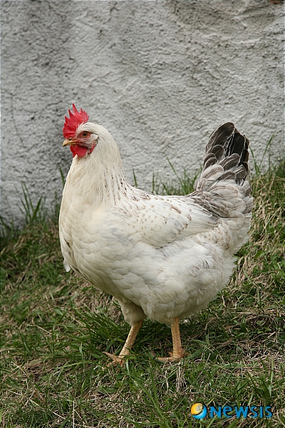 【서울=뉴시스】원추의 [오늘의 운세] 2010년 4월17일 토요일 (음력 3월4일)&nbsp; ▶ 쥐띠 = 진실이 요구되는 오늘이다. 72년생 ㅅ·ㅎ·ㅊ 성씨 이기적인 행동을 한다면 오히려 덫에 걸릴 염려 있다. 머리는 누구보다 뒤지지 않으나 용기가 부족하다. 7·8·9월생 어떤 일이든 하면 된다는 자신감으로 임하라. 성취할 수 있겠다. 노란색은 금전과다지출을 부르는 색.&nbsp; ▶ 소띠 = 자신감으로 넘쳐나는 패기는 좋지만 계획에 없는 외출은 삼가라. 친분 있는 사람에게 실수할 수 있다. ㅂ·ㅈ·ㅎ 성씨 자신이 저지른 일은 스스로 책임을 져야겠다. 북쪽 불길. 동료 간에 협력해서 모든 일을 처리함이 좋을 듯.&nbsp; ▶ 범띠 = 소 잃고 외양간 고치지 않도록 유비무환의 자세가 필요함. 많은 사람이 모이는 곳에 가지 말고 일찍 귀가함이 좋겠다. 취중에 시비가 우려됨. 문관 직에 있는 사람은 주변 사람들과 유대관계를 잘 유지하는 것이 좋겠다. 7·10·12월생 일을 순리대로 진행함이 좋을 듯.&nbsp; ▶ 토끼띠 = 단기적으로 승부하기보다 장기적인 계획을 세워서 추진한다면 생각보다 득이 크겠다. 2·3·11월생 성격을 차분하게 가져라. 진행하는 일에는 용기와 결단이 요구된다.&nbsp; ▶ 용띠 = 세상을 살아가는데 신용은 큰 재산이다. 현재만 생각하고 상대를 기만한다면 결국은 사람을 잃게 된다. 7·9·11월생 떠나려는 사람 잡으려 하지 말고 있는 사람 간수 잘해라. ㅊ·ㅂ·ㅇ 성씨 새 출발함이 좋을 듯.&nbsp; ▶ 뱀띠 = 능력이 허락하는 한 열심히 활동한다면 좋은 성과가 있겠다. 1·6·9월생 ㄹ·ㅌ·ㅎ 성씨 자기가 맡은 일은 용기와 자신감을 가지고 끈기 있게 밀고 나가라. 뒷날 좋은 결과가 있을 듯. 남녀 간 애정은 갈등이 심각할 듯.&nbsp; ▶ 말띠 = 66년생 ㄷ·ㅇ·ㅍ 성씨 농담으로 던진 말이 상대에게 큰 상처를 안겨 줄 수도 있으니 조심하라. 친한 사이라도 언행은 신중을 기함이 좋을 듯. 이제까지 몸담아 있던 곳을 떠나는 것은 좋은 생각이 아니다. 오히려 구설이 염려됨.&nbsp; ▶ 양띠 = 투자한 만큼만 수익이 있다면 얼마나 좋겠는가. 그러나 일은 뜻대로 되지 않는 법. 그렇다고 실망하지 마라. 어느 정도의 득실은 있겠다. 4·10·12월생 사랑하는 사람의 마음을 읽기 위해 노력하라.&nbsp; ▶ 원숭이띠 = 자신의 인생은 스스로 개척해야 하는 법이다. 비관만 하지 말고 올바른 길을 찾으라. 1·3·8월생 당신이 설자리가 어디에 있는지 잘 파악하라. 한 가지 일에만 얽매여 사는 것은 어리석은 판단이다. 애정은 줄다리기하다 지친다.&nbsp; ▶ 닭띠 = 일이 풀리지 않을 때는 잠시 후퇴했다가 계획을 다시 세우는 것이 좋은 방법일 수 있다. ㅊ·ㅂ·ㄱ 성씨 항상 혼자인 것 같아 외롭겠다. 홀로 결정하기 힘들면 돼지·원숭이·말띠의 조언을 받아라.&nbsp; ▶ 개띠 = 자기주장을 확실히 해야 손실이 없다. 어영부영 하면 속만 상할 뿐이다. 1·7·11월생 함부로 사람을 사귀려 들지 마라. 동료 간에 화합이 요구됨.&nbsp; ▶ 돼지띠 = 옳고 그름을 정확하게 판단을 해야 자신에게 해가 없다. 주위에서 아무리 조언을 해봤자 소용없다. 결국 결정은 스스로 해야 하는 것. 3·6·9월생 모험은 피하고 현 상태를 유지하는 것이 좋을 듯./구삼원 원장 02-959-8493·010-5584-9393 