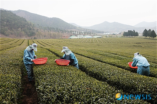 【보성=뉴시스】배상현 기자 = 곡우(穀雨)를 하루 앞둔 19일 전남 보성에서는 햇차 수확이 한창이다. 곡우를 전후해 만든 차를 우전차라 하며 촉감이 부드럽고 향과 맛이 좋아 최상품 녹차로 판매된다. (사진=보성군청 제공)&nbsp; praxis@newsis.com