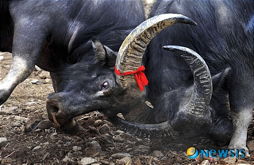 【서울=뉴시스】원추의 [오늘의 운세] 2010년 4월21일 수요일 (음력 3월8일)&nbsp; ▶ 쥐띠 = 앙상한 가지만 보고 낙심은 금물. 때가되면 푸른 잎이 피어난다. 당신의 어려움 이 곧 해결될 듯. 1·7·9월생 ㅎ·ㅍ·ㅊ 성씨는 매매건이 풀리지 않아 힘겨울 때. 한 가지 일만 풀리면 모든 힘든 일이 풀리는 격이니 낙심 마라. 서·남쪽일 노력하면 길.&nbsp; ▶ 소띠 = 잘못하다가 적을 만들 수 있으니 항상 신중하게 행동할 것. 자신의 생각대로만 성급하게 일을 처리하다간 큰 화를 당할 수 있다. 2·8·11월생 내 문제를 남에게 보여주지 말 것. 투기적 행동은 더욱 삼가야 할 때.&nbsp; ▶ 범띠 = 당신의 잘못을 회피하려 말라. 최선을 다해서 책임을 질 것. 경솔히 처리하다가 더 큰 상처를 얻을 수 있다. 뱀·소·원숭이띠를 믿음으로 대하면 가정에 윤택함이 찾아오고 생업에도 숨통이 트일 것이다. 4·5·6월생 붉은색이 힘을 준다.&nbsp; ▶ 토끼띠 = 계획 없이 옮기려고만 생각마라. 무리하게 전업하려다 보면 삶에 큰 공백이 생길 수도 있다. 1·7·12월생은 더욱 신경 써야 할 때. ㅅ·ㅈ·ㅎ 성씨 미혼은 매사 차분하게 생활하면 좋은 짝을 만날 수.&nbsp; ▶ 용띠 = 마음 상하고 가정에 파문까지 불러오면서 억지로 인연을 맺지 마라. ㅅ·ㅌ·ㅎ 성씨 울면서 겨자 먹기는 바보만 하는 짓임을 명심하도록. 5·8·11월생 구상은 좋으나 자금조달에 고심하는 격. 쥐·말·토끼띠가 힘이 돼 줄 듯.&nbsp; ▶ 뱀띠 = 생각대로 급하게 일을 처리했다간 후회가 크겠다. 기혼자는 자녀로 인해 속 썩는 일을 겪겠다. 이사나 직업변동수가 있으니 차분히 진행할 것. 65년 1·3·8월생은 모든 일에 자신감을 갖고 도전하면 길하겠다. 단, 검정색은 피하도록. 북·서쪽이 길.&nbsp; ▶ 말띠 = 66년생 ㅅ·ㅍ·ㄷ 성씨는 내 것을 남에게 빼앗기고 눈물 흘리는 격. 항상 경계하고 조심하라. 돼지·뱀·원숭이띠가 하는 일을 밀어줄 듯. 진행하는 일이 주변에 협조 없이는 많이 힘이 들 수 있으니 도움을 적극적으로 받도록. 2·3·10월생은 지혜와 용기가 필요하다. 북·동쪽에서 진행하는 일은 길하다.&nbsp; ▶ 양띠 = 무엇인가를 변동하려면 소신껏 진행할 것. 이사·직업변동·승진 겹치는 운세다. ㄱ·ㅊ·ㅎ 성씨 본인의 판단을 믿고 따르도록. 1·3·8월생은 정비·중장비·제조업이 적격이겠다. 회색·파란색이 길색.&nbsp; ▶ 원숭이띠 = 내짐도 다 못 지는 형편에 남의 짐까지 지려드는 것은 미련한 짓이다. ㅈ·ㅍ·ㅎ 성씨는 남의 일에 참견하지 말 것. 2·6·11월은 내 것 다 빼앗길 수 있다. 특히, 닭·말·쥐띠에게 주기만 하고 받을 수 없을 듯. 구설과 손재수 조심.&nbsp; ▶ 닭띠 = 69년생 여성은 학원·전자통신·제빵종류 업계로 진출하려는 계획은 길하겠다. 특히, 3·10·11월생은 빨리 하면 할수록 길. ㅊ·ㅍ·ㅎ 성씨 매매는 신중히 생각해서 결정해야할 듯. 조급하면 풀리지 않을 수.&nbsp; ▶ 개띠 = 주인이라고 해서 항상 마음대로 할 수 있는 것이 아니다. 종업원에게도 힘을 실어줘야 사업이 번창할 수 있음을 알라. ㄱ·ㅅ·ㅂ 성씨는 혼자 잘된다고 모든 것이 잘되는 것처럼 착각하지 말 것. 소·양·토끼띠 협조가 필요.&nbsp; ▶ 돼지띠 = 타인으로부터 무시당하는 것은 못 참는 성격이겠지만 때로는 자존심을 억제하는 것이 오히려 자신을 위한 길임을 알라. 71년생 ㄴ·ㅂ·ㅍ 성씨 이왕에 시작한 일 끝까지 도전하라. 성취감으로 인한 기쁨에 웃음소리 들릴 듯./구삼원 원장 02-959-8493·010-5584-9393 