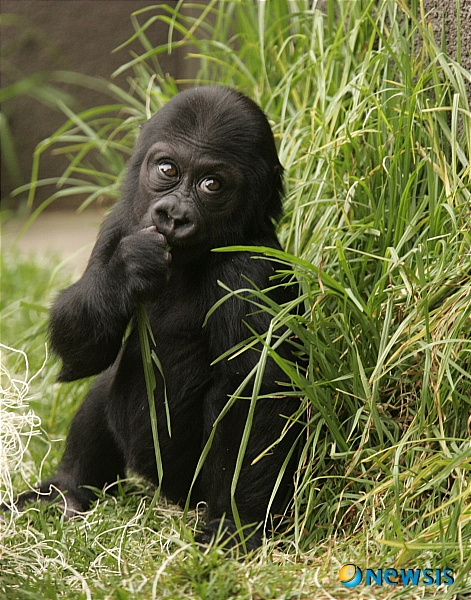 【서울=뉴시스】원추의 [오늘의 운세] 2010년 4월28일 수요일 (음력 3월15일)&nbsp; ▶ 쥐띠 = 친한 사람과 재물로 인해서 시비가 있을 수 있으니 조심하도록. 당장은 서운해도 앞으로 더 큰 손해를 면하기 위해 지금 손해 보는 것이 낫다. 1·5·7월생 자신의 이익을 위해 타인을 이용하지 마라. ㅂ·ㅊ·ㅅ 성씨는 애정은 빨리 갈등을 해소하는 것이 좋다.&nbsp; ▶ 소띠 = 61년생 ㄱ·ㅍ·ㅎ 성씨 주어진 기회를 놓치지 않고 잘 포착해야 대성할 수 있다. 곧 능력을 인정받을 수 있는 절호의 기회가 올 듯. 2·3·10월생 자기를 믿고 따르는 쥐·말·토끼띠의 마음을 읽어라. 북동쪽이 길향.&nbsp; ▶ 범띠 = 마음과 행동이 일치되지 않으니 답답하다. 4·5·9월생 한탄만 말고 용기를 가져 더욱 전진하면 대기 만성할 수가 있겠다. 서·북쪽에서 행운을 찾으라. ㅅ·ㅈ·ㅁ 성씨 진정 사랑하는 사람에게 적극성을 보일 것.&nbsp; ▶ 토끼띠 = ㄷ·ㅂ·ㅎ 성씨 직장일로 중책을 맡아 능력을 발휘하면 인정받겠다. 사업가는 어려움을 극복하려면 혼자서 해결하기보다 닭·돼지·원숭이띠에게 자문을 받는 것도 좋을 듯. 2·5·8월생 서남간의 문서관계 확실히 하면 길조.&nbsp; ▶ 용띠 = 혼자서 공을 세우려다가는 책망을 들을 수 있으니 동료들과 협조함이 좋겠다. 3·10·12월생 사업일은 북쪽사람과 상의해라. 당신의 미래에 밝음을 가져다줄 수 있다.&nbsp; ▶ 뱀띠 = 금전적으로 융통이 안 되니 힘에 겹다. 개·용·소띠의 조언 받으면 호전의 날이 올 듯. 1·2·3월생 가족과 함께 상쾌한 나들이라도 떠남이 좋겠다. 서쪽으로 욕심을 내면 봉변당할 일 생길 수. 파란색·노란색이 길.&nbsp; ▶ 말띠 = 근신함이 좋겠다. 작은 일로 부부간의 불화가 생길 수 있으니 서로가 참는 것이 상책. 이 일이 커지면 사업에도 영향을 미칠 수 있다. 4·6·10월생은 인내해야 웃음꽃이 핀다. ㅍ·ㄴ·ㅇ 성씨 내 것과 남의 것을 분별할 때 짊어진 짐 덜 수 있을 듯.&nbsp; ▶ 양띠 = 2·7·11월생 봉사정신이 투철한 성격이지만 정작 빛이 나지 않아 고심할 수. 가정의 화목을 위해서도 내실을 기함이 좋을 듯. ㄱ·ㅇ·ㅎ 성씨 어려움은 폭 넓은 마음으로 지혜롭게 대처하라.&nbsp; ▶ 원숭이띠 = 욕심 때문에 명예까지 손상될 수 있으니 남에게 양보하는 자세를 갖춰라. 오만하기보다는 겸손한 태도로 임해야 더 많은 득이 있겠다. 6·8·12월생 ㅇ·ㅍ·ㅈ 성씨 속과 겉의 마음이 함께 하면 좋을 듯. 구실이나 핑계, 잔꾀를 부리지 마라.&nbsp; ▶ 닭띠 = 직장에서 기분 좋은 날이다. 69년생 ㄹ·ㅊ·ㅎ 성씨 예상치 않던 칭찬도 받을 듯. 사랑하는 사람과 데이트라도 한다면 상쾌한 오후가 되겠다. 1·5·10월생 아프더라도 종기는 치료해야 한다.&nbsp; ▶ 개띠 = 과욕 때문에 고전당할 염려 있겠다. 1·3·4월생 상사를 무시하면 자신도 존경받지 못함을 알라. 자만심은 금물. 겸손한 태도로 자기 일에 충실함이 좋을 듯. 동쪽으로 계획한 일 잠시 차질을 빚더라도 곧 원만하게 풀리니 걱정 마라.&nbsp; ▶ 돼지띠 = 성급한 성격으로 인해 일을 그르칠 염려 있겠다. 차근차근 침착하게 처리할 것. 4·9·11월생 오랜만에 나서는 여행길, 감정을 억제하면 즐거움이 배가 되겠다. 형제간의 우애를 돈독하게 하는 것이 미래를 위한 길이다./구삼원 원장 02-959-8493·010-5584-9393 