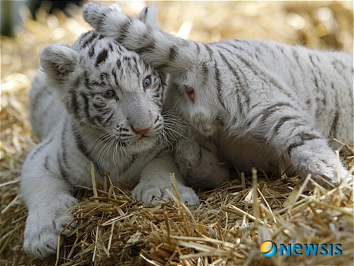 【서울=뉴시스】원추의 [오늘의 운세] 2010년 5월4일 화요일 (음력 3월21일)&nbsp; ▶ 쥐띠 = 부부가 서로 아껴주고 이해해야 화목한 가정이 될 수 있다. 때로는 희생하는 것도 필요함을 알라. 5·7·11월생은 일을 진행함에 있어 용기가 필요. 건강은 그 무엇과도 바꿀 수 없는 것이니 잘 관리하라.&nbsp; ▶ 소띠 = 가족이란 단지 삶의 부속품이 아니다. 서로 협력해야 화목해질 수 있다. 2·3·11월생 사업이 생각대로 안 된다고 짜증내지마라. 인내가 필요할 때. 재물과 문서 놓고 송사 있겠다. 지나친 욕심은 금물.&nbsp; ▶ 범띠 = 친구 간에도 서로를 존중하고 이해해야 깊은 우정을 간직할 수 있다. 자신이 월등하다고 친구를 무시한다면 가까운 사이가 될 수 없는 법. 4·9·10월생 애정은 어릴 적부터 친구가 사랑으로 변할 수. 구설 따르니 늦은 모임은 삼가.&nbsp; ▶ 토끼띠 = 성급한 성격을 차분한 성격으로 바꿔라. 무슨 일을 하던]든지 느긋하게 처리한다면 실수도 없고 순조롭겠다. 1·3·8월생 자신을 유혹하는 자를 경계함이 좋겠다. ㄱ·ㅂ·ㅎ 성씨 애정은 짝 잃은 철새가 될 듯.&nbsp; ▶ 용띠 = 여자는 친정일로 자나 깨나 걱정이다. 너무 지나치게 집착하지는 마라. 친정의 어려운 문제가 곧 풀릴 듯하다. 3·6·11월생 끈기와 용기가 필요할 때. 하는 일 점차로 호전되나 소득 면에선 불만일 듯.&nbsp; ▶ 뱀띠 = 무엇이든지 확실한 판단을 내리지 못한 채 어중간하게 처리한다면 신뢰받지 못하고 신용도 떨어질 수. 1·2·7월생 가정을 멀리하고 남에게 신경 쓰면 사업도 가정도 어수선해질 뿐. ㅅ·ㅂ·ㅎ 성씨 하는 일 잘된다고 들뜨면 실수한다.&nbsp; ▶ 말띠 = 힘만 들뿐 결실이 없는 것 같지만 때가되면 크나큰 수확을 얻을 것이다. 1·5·9월생 애정은 짝사랑일 뿐. ㄷ·ㅊ·ㄱ 성씨 박력 있는 추진력이 앞날을 결정할 듯. 돼지·원숭이띠가 도움 주겠다.&nbsp; ▶ 양띠 = 지나친 호의로 접근해 오는 사람을 경계하라. 아무리 친하다 해도 금전거래는 삼가. 3·11·12월생 친했던 사람이 적이 될 수 있다. 부모 자식지간 사이라도 계산할 것은 분명히 해둠이 좋을 듯. ㅊ·ㅎ·ㅂ 성씨 애정에 한숨소리 날 듯.&nbsp; ▶ 원숭이띠 = 사회생활을 하다보면 때로는 오해 받는 순간도 생기는 법이니 너무 개의치 말라. 6·7·9월생 다른 사람으로 인해 곤경에 처할 수 있으니 조심하라. 세상에 비밀은 없는 법. 애정은 오늘만이라도 줄다리기는 금물.&nbsp; ▶ 닭띠 = 가정에서 자신의 위상이 떨어질 수. 그렇다고 집에서 말없이 나온다고 모든 문제가 해결되는 것은 아님을 알라. 4·5·8월생 ㅇ·ㅂ·ㅌ 성씨 어려움은 대화로써 풀어라. 서남간이 길하고 검정색은 금물.&nbsp; ▶ 개띠 = 4·7·12월생 몸 따로 마음 따로 행동이 일치되지 않으면 본인도 주위사람도 모두가 피곤하다. 의심을 받을 수 있는 시기니 행동을 조심하라. 건축계 투자는 길하겠다. 어려움에 처해 있는데 또 다른 어려움이 다가올 듯.&nbsp; ▶ 돼지띠 = 아무리 바쁘더라도 자신의 건강은 챙길 줄 아는 여유를 가져라. 과로가 겹치면 돌이킬 수 없는 일이 생길 수 있다. 주말에 휴식을 취하도록. 내 인생은 내가 사는 것. 3·8·12월생 내일의 번영을 위해 열심히 탑을 쌓아야 할 듯./구삼원 원장 02-959-8493·010-5584-9393 