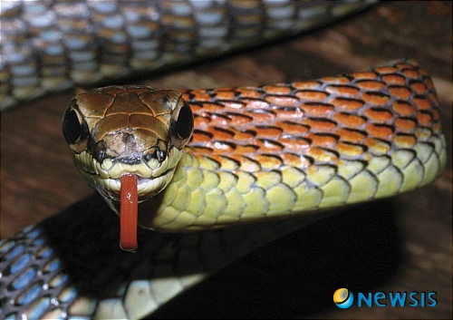 【서울=뉴시스】원추의 [오늘의 운세] 2010년 5월7일 목요일 (음력 3월24일)&nbsp; ▶ 쥐띠 = 망설임으로 때를 놓치는 일이 발생할 듯. ㅂ·ㅊ·ㅎ 성씨 간절하게 도움이 필요한 시기다. 자존심을 버리고 주변 사람들에게 어려움을 솔직하게 털어놓아라. 상대방의 제의는 심사숙고해서 받아들여라.&nbsp; ▶ 소띠 = 피나는 노력으로 새로운 것에 도전한다면 큰 성과 있을 듯. 2·3·5월생 자신을 믿고 따르는 사람에게 실망을 줘서는 안 된다. 다름 사람과 계산할 것이 반드시 정확하게 처리할 것.&nbsp;&nbsp; ▶ 범띠 = 지위가 높을수록 겸손해야 아랫사람에게 존경받을 수 있다. ㄱ·ㅂ·ㅊ 성씨 새로운 것을 추진하는 것 분수에 지나치면 금전 융통이 힘들 듯. 4·5·6월생 지금 북쪽으로는 설 곳이 아니다. 동남쪽이 길.&nbsp; ▶ 토끼띠 = 쉴 새 없이 분주하게 노력한 덕분에 주머니가 무거워지겠다. 지나치게 호의를 베푸는 사람을 경계하도록. 5·6·12월생 남의 일을 참견하다가 손해 볼까 우려된다. 애정은 좋아한다고 무조건 따르지 마라.&nbsp; ▶ 용띠 = 64년생 ㅍ·ㅇ·ㄷ 성씨 맹목적으로 삶을 살아가기 보다는 계획을 세워서 노력하는 것이 정상에 빨리 오를 수 있는 방법이다. 자나 깨나 자식에 대한 애착이 클 듯. 1·3·11월생 북동쪽으로 변동은 속히 할 것.&nbsp; ▶ 뱀띠 = 1·7·9월생 사랑하는 사람과 오해가 있겠다. 먼저 한발 양보하는 것이 진정한 애정을 표현하는 방법이다. 아내가 하고자 하는 일에 도움을 줘라. ㄱ·ㅈ·ㅎ 성씨 옆사람 눈치 보지 말고 밀고 나가라.&nbsp; ▶ 말띠 = 마음이 산만할 때는 가까운 곳이라도 산책하면서 자신을 다스려보라. 1·3·6월생 ㅌ·ㅂ·ㄱ 성씨 잘못된 것은 반성하라. 그 다음에 적극적으로 일을 추진해 나가도록. 돼지·뱀·원숭이띠가 도움 주겠다.&nbsp; ▶ 양띠 = 최선을 다한 일이 풀리지 않아 정신적으로 충격이 크겠다. 4·7·11월생은 노이로제 증상까지 염려되니 너무 파고들지 않는 것이 좋을 듯. 슬픔은 잠시뿐. 애정은 후퇴 후에 다시 만나라.&nbsp; ▶ 원숭이띠 = 속마음을 활짝 열고 남의충고를 받아들이는 것이 좋겠다. ㅁ·ㅍ·ㅎ 성씨 혼자서만 최고일 수는 없다. 자신의 인격과 능력을 다른 사람에게 인정받는 그날까지 인내하라. 2·5·8월생 문서관계 철저히 확인할 것.&nbsp; ▶ 닭띠 = 아무리 자존심이 상한다 할지라도 자신을 잘 다스려야 크나큰 화를 면할 수 있다. 1·3·5월생 자녀에게 큰 기대는 갖지 마라. 탈선하지 않고 건강하게 자라는 것으로 만족하도록. ㄴ·ㅂ·ㅊ 성씨 돼지·범·토끼띠가 하는 일에 힘을 줄 듯.&nbsp; ▶ 개띠 = 계획대로 밀고 나가면서 최대한 용기를 발휘해야겠다. 4·6·8월생은 쥐·말·소띠에게 어려운 사정을 말하면 수습가능 할 듯. 취중에 하는 말이 백배로 효험 있는 날. 공짜로 얻어먹고 푸념한 말이 상대방의 심금을 울려 더욱 친밀해 질 수.&nbsp; ▶ 돼지띠 = 자식의 불만이 뭔가를 파악하라. 그 불만을 귀담아 들은 뒤에 어려움을 풀어나가는 것이 순서다. 1·3·5월생 남·동쪽에서 귀인을 찾아라. 언행조심하고 겸손한 태도를 유지하는 것이 좋을 듯./구삼원 원장 02-959-8493·010-5584-9393 