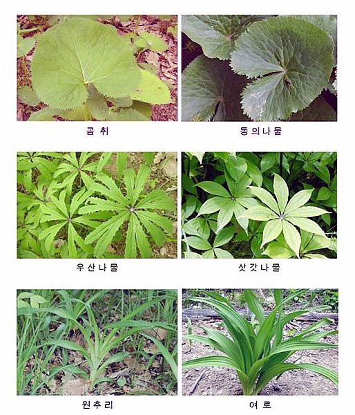 【대전=뉴시스】박희송 기자 = 본격적인 산나물, 약초 채취시기를 맞아 독초를 산나물이나, 약초로 잘못 알고 먹어 부작용이나 식중독 피해를 일으키는 사례가 매년 반복되면서 산림청(청장 정광수)이 10일 '봄철 독초 식중독 피해주의'를 당부했다. 사진은 모양이 유사한 식용 산나물(약초)과 독초 비교 모습. (사진=산림청 제공)&nbsp; photo@newsis.com