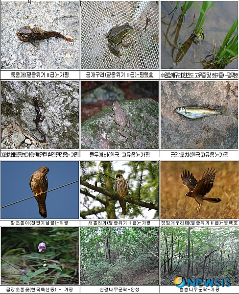 【수원=뉴시스】강종민 기자 = 경기도가 평택호 등 생태민감지역에 대한 조사를 벌인 결과, 금개구리 등 멸종위기 회귀종 18종이 서식하고 있는 것으로 나타났다. (사진=경기도 제공)&nbsp; photo@newsis.com 