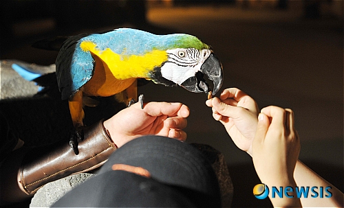 【과천=뉴시스】홍찬선 기자 = 15일 오후 경기도 과천 서울동물원에서 열린 별밤축제 공개행사에서 어린이들이 앵무새에게 먹이를 주고 있다. 서울동물원 별밤축제는 오는 17일부터 8월 31일까지 46일간 진행된다. mania@newsis.com
