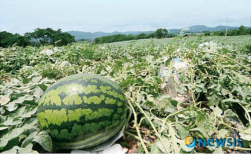 【부안=뉴시스】신홍관 기자 = 전북 부안 줄포와 보안면 일대에서 재배되는 줄포수박은 해풍을 맞고 자라 껍질이 얇고 수박씨가 적어 입안에서 살살녹는 육질에 향긋한 맛으로 소비자들의 인기를 누리고 있다. (사진=부안군 제공) <관련기사 있음>&nbsp; shong@newsis.com