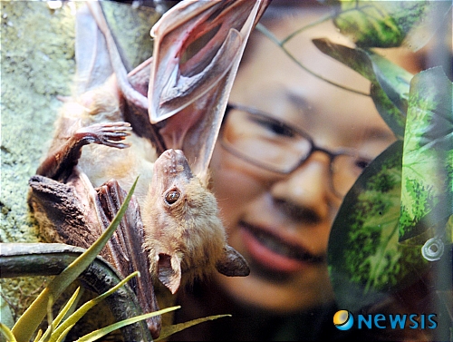 【서울=뉴시스】홍찬선 기자 = 30일 오후 서울 신세계백화점 본점 문화홀에서 열린 '신비한 동물 세계전'에서 한 시민이 이집트과일박쥐를 관람하고 있다. mania@newsis.com