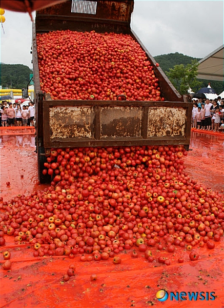 【화천=뉴시스】한윤식 기자 = 6일 토마토 대표 산지인 강원 화천군 사내면 용담리 문화마을에서 전야제를 시작으로 3일 간의 일정에 들어간 화천 토마토 축제가 성황리에 열리고 있다. 7일 토마토를 가득 싣은 트럭이 황금반지 찾기 행사장에 사용될 토마토를 쏟아내고 있다. ysh@newsis.com