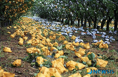 【당진=뉴시스】조명휘 기자 = 제7호 태풍 '곤파스(KOMPASU)'의 영향으로 충청지역에 과수농가들이 피해가 속출하고 있다.&nbsp; 이번 낙과피해는 수확을 한달여 앞두고 발생해 추석대목을 기대하던 과수농가에 큰 치명타를 입혔다.&nbsp; joemedia@newsis.com