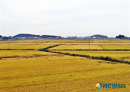 【김제=뉴시스】고석중 기자 = 29일 국내 최대 곡창지대 가운데 한곳인 전북 김제시 진봉면의 광활한 들녁에서 황금빛 벼가 수확을 기다리며 영글어 가고 있다.&nbsp;&nbsp;&nbsp;&nbsp; k9900@newsis.com