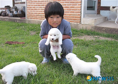 【정읍=뉴시스】신홍관 기자 = 남한과 북한 순수 혈통의 진돗개와 풍산개 사이에서 태어난 '통일'이란 강아지를 전북 정읍 덕천면 윤정희씨 아들 김민제군이 가슴에 안고 좋아하고 있다. <관련기사 있음>&nbsp; shong@newsis.com