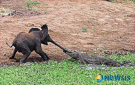 【서울=뉴시스】남아프리카공화국 음푸말랑가주(州)와 노던 프로빈스주(州) 사이에 있는 크루거국립공원에서 28일(현지시간) 웅덩이로 물을 마시기 위해 다가간 한 아기 코끼리가 주변에 숨어 있던 악어의 공격을 받았다. <사진 출처 : 英 텔레그래프지 웹사이트>