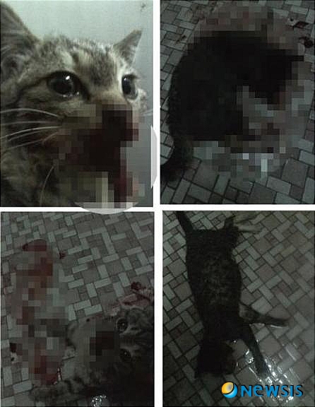 【서울=뉴시스】김정환 기자 = 9일 밤 온라인 커뮤니티 사이트 ‘디시인사이드’의 ‘야옹이 갤러리’에 어린 고양이를 학대하는 사진이 게시됐다. 네티즌들은 충격에 휩싸였고, 이 사진을 올린 ‘캣쏘우(catsaw)’를 붙잡으려고 분주하게 움직이고 있다.&nbsp; 네티즌들은 ‘신상털기’에 매달리고 있고, 동물보호단체와 경찰도 범인잡기에 가세한 상황이다.&nbsp; 동물사랑실천협회 박소연 대표(38)는 “9일 밤 사건을 인지하고 일단 온라인으로 동물보호법 위반 혐의로 캣쏘우를 고발한 뒤 10일 서울 종로경찰서 지능범죄수사팀을 방문해 정식 고발했다”며 “경찰에서도 사회적 충격을 감안해 최대한 신속하게 범인을 색출하겠다고 약속해줬다”고 전했다.&nbsp; 자신을 캣쏘우라고 밝힌 네티즌은 피범벅이 된 고양이 사진 4장과 함께 글을 썼다. “난 자네들이 자신의 고양이를 소중히 안 하는 것에 대해 의구심을 품어왔지”라면서 “왜 원하는 고양이를 키우게 됐을 때 소홀히 하는 것인가?”라고 물었다.&nbsp; 이어 “여기 차차라고 불려온 고양이가 하나 있네”라며 “비록 지금 고통을 당하고 있지만 자네들이 나와 간단한 게임 하나만 하면 이 고양이는 상처를 치료받고 다시 원래의 집으로 돌아갈 수 있을 걸세”라고 게임을 제안했다.&nbsp; 그는 “첫번째 게임은 간단하다”며 “욕설, 모욕감을 주지 않고 나를 설득하면 된다”고 설명했다. “만일 위 룰을 어기거나 글이 삭제될 시에 차차는 차가운 주검이 된다”고 위협했다. 문제의 이 글은 게시 2시간 정도 지난 뒤 삭제된 것으로 알려졌다.&nbsp; 캣쏘우의 언동은 할리우드 공포물 ‘쏘우’의 장면을 떠올린다. 사이코패스인 주인공은 사람들을 납치해 감금한 다음 비디오 화면을 통해 나타난다. 이어 캣쏘우의 글과 비슷한 방식으로 겁을 준 뒤 한 명씩 살해한다.&nbsp; 주목할 만한 것은 캣쏘우의 말투가 영화 속 사이코패스의 그것과 흡사하다는 점이다. 본인도 이를 아는지 닉네임을 캣쏘우라고 지었다.&nbsp; 네티즌들은 분노를 감추지 못하면서도 “글을 삭제하면 차차를 살해한다고 했는데 설마 이미 죽인 것은 아닌가?”라며 걱정하고 있다. 또 “첫번째 게임이라는 것은 영화 쏘우에서처럼 제 2, 3의 고양이 학대를 예고하는 것 아니냐?”고 우려하고 있다. ‘원래의 집으로 돌아갈 수 있다’는 대목을 거론하면서 “납치된 고양이가 아니냐?”고 해석하는 네티즌도 있다.&nbsp; 박 대표는 “연쇄살인범이 어린 시절 동물학대를 서슴없이 자행했다는 연구 결과가 많다”며 “사회적 안전을 위해서라도 동물학대를 엄중히 다뤄야 한다”고 지적했다. 동물사랑실천협회는 12일 서울시청 앞에서 동물보호법 강화를 촉구하는 시위를 할 예정이다.&nbsp; ace@newsis.com 