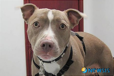 【서울=뉴시스】영국 스태퍼드셔에 사는 존 칸치(46)의 강아지 '사이라'가 최근 성전환 수술을 받고 암컷이 됐다. 사이라는 암수한몸으로 태어났다. (사진출처=영국 메트로 웹사이트)