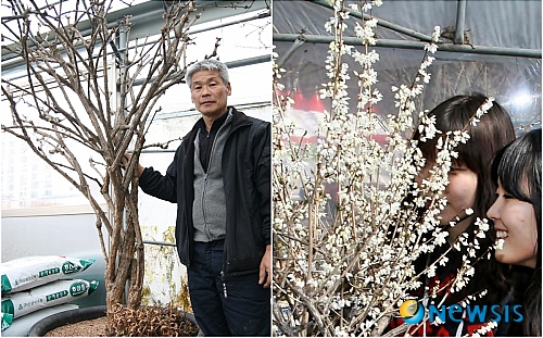 【괴산=뉴시스】강신욱 기자 = 29일 충북 괴산군 괴산읍 대사리 괴산분재농원 김관호 대표가 세계 1속1종의 희귀식물로 수령 150년가량 된 미선나무를 소개하고 있다. (사진 왼쪽)&nbsp; 오른쪽 사진은 지난 3월 괴산에서 열린 전시회에서 관람객들이 활짝 핀 미선나무 꽃을 구경하고 있다 .&nbsp; ksw64@newsis.com