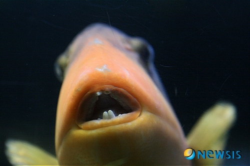 【부산=뉴시스】하경민 기자 = 부산아쿠아리움은 신묘년 토끼해를 맞아 지하3층 복어 수조에서 토끼처럼 앞니가 매력적인 물고기들을 선보인다고 3일 밝혔다.&nbsp; 사진은 엘로우 마진 트리거. (사진=부산아쿠아리움 제공).&nbsp; yulnetphoto@newsis.com