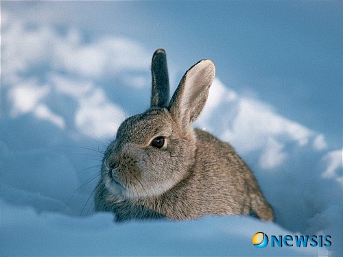  [오늘의 운세] 2011년 1월12일 (음력 12월9일)