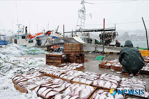 【울산=뉴시스】장지승 기자 = 울산지역에 대설경보가 발효된 14일 낮 울산북구 정자항에서 어민들이 잡은 가자미를 손질하고 있다. 울산지역은 새벽부터 내린 눈으로 출근길 지각사태가 이어졌으며, 모든 학교에 단축수업 또는 휴업조치가 내려졌다. 눈은 밤 늦게까지 내릴 것으로 예상되며, 울산지역 기록관측 사상 최고의 적설량을 기록할 것으로 예측된다. jjs@newsis.com