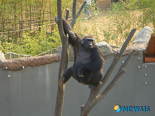 【서울=뉴시스】이재우 기자 = 서울시는 지난 18일 '야동보는 고릴라'로 유명한 서울동물원의 간판스타 '고리롱'이 노환으로 세상을 떠났다고 22일 밝혔다.(사진=서울시 제공) photo@newsis.com 