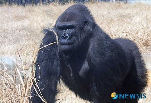 【과천=뉴시스】박동욱 인턴기자 = 22일 경기 과천 서울대공원에서 살고있는 그랜드고릴라 '고리롱(수컷)'의 짝 고리나가 나홀로 사육장을 지키고 있다.&nbsp; 지난 17일 서울대공원 최고의 인기스타이자 장수동물이었던 로랜드고릴라 '고리롱'이 노환으로 인해 세상을 떠나 고리나 홀로 사육장에 남겨지게 되었으며, 대공원 측은 강남 차병원과 공동으로 인공수정을 통해 대를 잇기로 결정했다고 전했다.&nbsp;&nbsp;&nbsp; fufus@newsis.com
