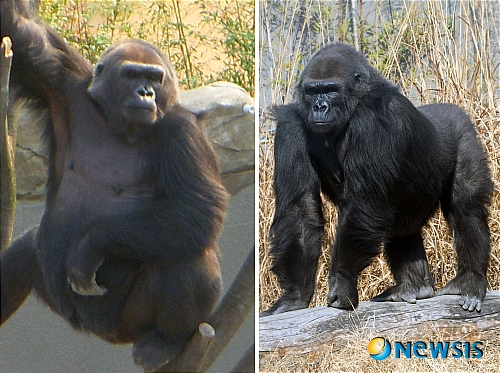 【과천=뉴시스】박동욱 인턴기자 = 서울동물원의 간판스타로 유명세를 떨쳤던 로랜드 고릴라 부부 고리롱(왼쪽)과 고리나의 모습. 18일 남편 고리롱이 노환으로 숨을 거두면서 고리나는 홀몸이 됐다. fufus@newsis.com
