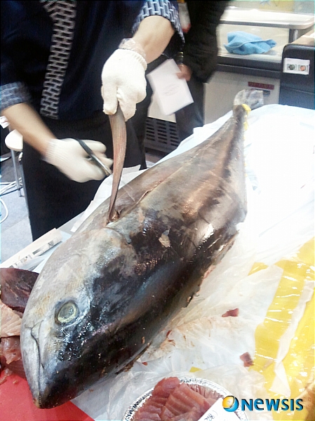 【대전=뉴시스】박희송 기자 = 생참치·이색수산물 수입유통회사 유벤타스는 오는 16일 오전 10시30분부터 대전 세이브존에서 필리핀에서 직접 비행기로 공수해온 A급 생 참치 해체쇼와 코코넛크랩(야자집게) 등 다양한 이색수산물 무료시식 자리가 마련된다. 사진은 지난 1월 코엑스에서 생참치 시식회 이벤트에서 생참치를 해체하고 있는 모습. (사진=유벤타스 제공) photo@newsis.com