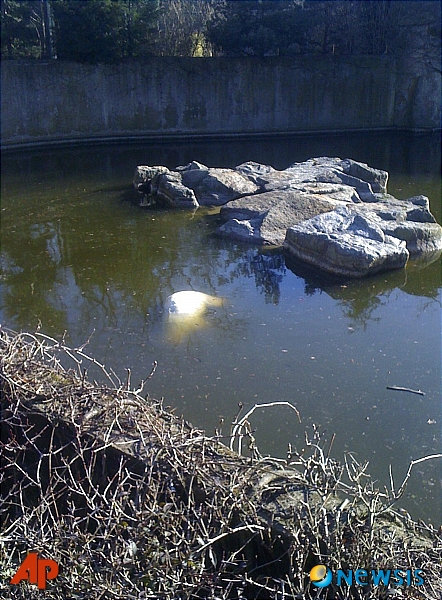 【베를린(독일)=AP/뉴시스】19일(현지시간) 독일 베를린 동물원 연못에서 북극곰 '크누트(Knut)'의 사체가 발견됐다. 이 사진은 이탈리아 관광객이 동물원을 방문했다가 핸드폰으로 찍은 사진으로 곰 사육사는 크누트의 사인이 아직 밝혀지지 않았다고 밝혔다. 크누트는 2006년 800g의 몸무게로 태어나 어미에게 버림받은 뒤 사육사 손에서 자라며 전세계 관광객들의 인기를 한몸에 받으며 동물원에 130억원의 입장료를 벌어준 '스타 북극곰'이었다.&nbsp; 