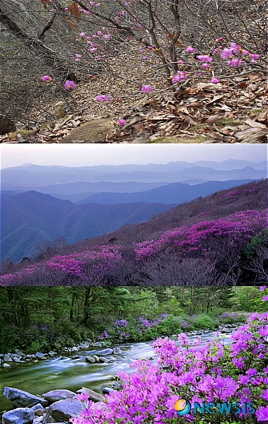 【지리산=뉴시스】박원기 기자 = 국립공원공단 지리산 북부사무소는 진달래와 철쭉, 산철쭉의 개화시기 등을 구분해 상춘객에게 설명했다. 사진은 내장산(맨위), 덕유산(중간), 지리산(맨 아래)의 진달래와 철쭉의 모습이다.(사진=지리산북부사무소 제공)  photo@newsis.com