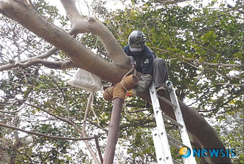 【보령=뉴시스】이진영 기자 =지난해 태풍 ‘곤파스’로 피해를 본 충남 보령시 오천면 외연도의 국가지정 문화재 ‘외연도상록수림’이 복구가 완료돼 다시 건강한 숲으로 회복되고 있다. 사진은 나무 전문가가 지난 4일 수백년 된 팽나무를 지주목으로 고정 작업을 펼치고 있다. (사진= 보령시 제공) jin22666@newsis.com