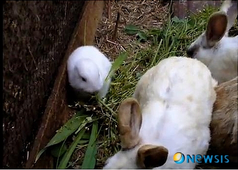 【서울=뉴시스】이현주 기자 = 일본 후쿠시마 원자력발전소의 방사능 유출 사고 후 인근 지역에서 귀 없는 토끼가 태어났다는 주장이 제기돼 충격을 주고 있다. 'yuunosato'라는 아이디를 가진 일본 네티즌은 21일 동영상 사이트 유튜브에 '도쿄 전력 후쿠시마 원전 사고 이후 출생한 귀없는 새끼 토끼'라는 동영상을 올렸다. <관련기사 있음> lovelypsyche@newsis.com