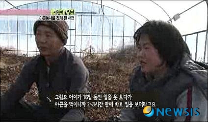 【서울=뉴시스】온라인뉴스팀 = 최근 '땅 속의 배'로 불리는 야콘이 건강식품으로 각광받고 있다. <사진=자연명가 제공> photo@newsis.com