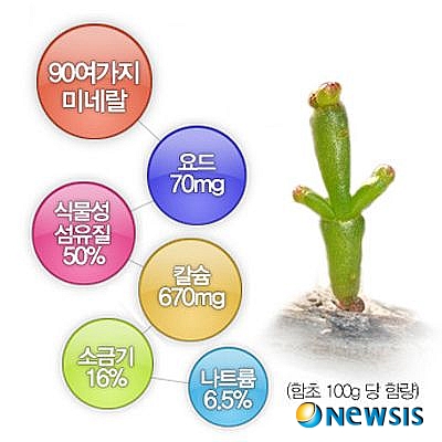 【서울=뉴시스】온라인뉴스팀 = 최근 일본이나 프랑스에서 그 효능을 먼저 인정받은 함초는 변비치료에 탁월한 기능이 입증되면서 우리나라에서도 희귀성과 효능을 인정받고 있다. <사진 = 자연명가 제공> photo@newsis.com