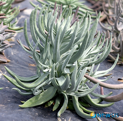 【밀양=뉴시스】안지율 기자 = 28일 와송(瓦松)의 성분을 추출 실험한 결과, 각종 암의 발암물질을 죽이고 암세포를 파괴하는 강한 항암효과가 연구결과가 나와 주목받고 있는 가운데 인제대학교 바이오헬스 소재 연구센터의 협력업체인 경남 밀양시 토종와송 복원에 성공한 거북와송농장에서 와송을 재배하고 있다.&nbsp;&nbsp; alk9935@newsis.com&nbsp; 