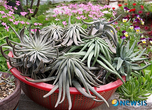 【밀양=뉴시스】안지율 기자 = 28일 와송(瓦松)의 성분을 추출 실험한 결과, 각종 암의 발암물질을 죽이고 암세포를 파괴하는 강한 항암효과가 연구결과가 나와 주목받고 있는 가운데 인제대학교 바이오헬스 소재 연구센터의 협력업체인 경남 밀양시 토종와송 복원에 성공한 거북와송농장에서 와송을 재배하고 있다. alk9935@newsis.com