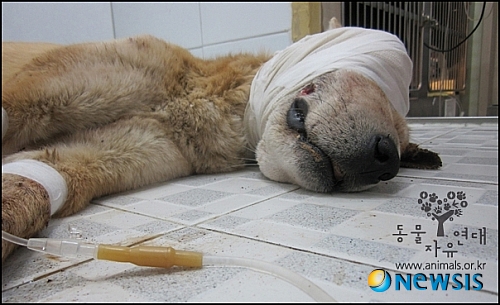 【서울=뉴시스】박영주 기자 = '황구 학대사건'에 대한 시청자 분노가 '학대범 잡기' 청원 서명운동으로 이어지고 있다.