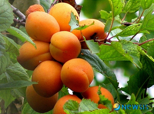 【울산=뉴시스】고은희 기자 = 14일 울산시 남구 부곡동 석유화학공단 내 도로변에 씨를 행인(杏仁)이라 해 만병통치약처럼 알려져 있는 살구가 누렇게 익어가고 있다. (사진제공=이승민 시인) photo@newsis.com