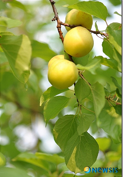 【울산=뉴시스】고은희 기자 = 14일 울산시 남구 부곡동 석유화학공단 내 도로변에 씨를 행인(杏仁)이라 해 만병통치약처럼 알려져 있는 살구가 누렇게 익어가고 있다. (사진제공=이승민 시인) photo@newsis.com
