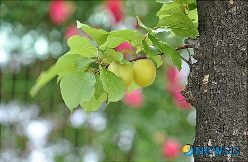 【울산=뉴시스】고은희 기자 = 14일 울산시 남구 부곡동 석유화학공단 내 도로변에 씨를 행인(杏仁)이라 해 만병통치약처럼 알려져 있는 살구가 누렇게 익어가고 있다. (사진제공=이승민 시인) photo@newsis.com
