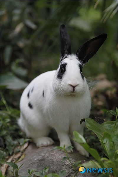 【서울=뉴시스】원추의 [오늘의 운세] 2011년 6월17일 금요일 (음력 5월16일·계묘)&nbsp; ▶쥐띠 = 금전에 너무 집착하다 보니 작은 문제가 생길 듯. 남의 말에 흔들리지 말고 인내로 밀고 나가면 모든 일이 이루어짐을 알 것. 기혼자는 남녀 관계에 신경 쓸 것. 유혹의 손길이 뻗칠 운이다. 1·2·3월생 검정색은 절대로 피함이 좋다.&nbsp; ▶소띠 = 부부의 인연은 우연이 아니라 잠시 딴 길을 걸었다 해도 극복하면서 살 수 있는 것이다. 행복한 사랑의 결실이다. 2·4·6월생 허점은 누구에게나 있는 법. 자신을 다시 한 번 점검해 보는 시간을 가져볼 것. 함께 속 타고 있구나.&nbsp; ▶범띠 = 좋아한다고 배필이 될 수는 없는 법. 무슨 일이든지 성급한 판단은 불행을 자초할 수 있으니 두 번 다시 똑같은 길을 걷지 않도록 신중히 생각할 것. 동업자가 배짱부리고 있지만 아직은 시기상조니 독립할 생각은 접는 것이 좋겠다.&nbsp; ▶토끼띠 = 용기 있는 자만이 정상에 오를 수 있다. 자신감이 없다보니 내 일보다 남의 일을 돌봐주고 있다. 실속 없는 생활이 연속될 수. ㅁ·ㅅ·ㅇ·ㅂ 성씨 신의를 지킴은 칭찬 받겠으나 먼저 자신의 기틀을 마련하는 것이 우선이다.&nbsp; ▶용띠 = 마음먹은 것 자꾸 동요를 일으키지 말고 안정되게 처신할 것. 심한 고집은 좋지 않으니 자제함이 이롭다. ㅂ·ㄱ·ㅊ 성씨 직업 변동은 쉽게 이루어지지 않는다. 서두르지 않는다면 기회가 옴을 알라.&nbsp; ▶뱀띠 = 참는 자에게 복이 있으니 일하는 데 있어 다소 오해가 생기더라도 시간이 해결해주니 신경 쓰지 말 것. ㅂ·ㅇ·ㅊ 성씨 방심하거나 나태해지면 주위에 경쟁자가 많이 있음을 상기시켜라. 열심히 노력하면 좋겠다.&nbsp; ▶말띠 = 정도가 지나치면 엉뚱한 생각을 하게 된다. 할 말과 안할 말을 골라 하라. ㅁ·ㅂ·ㅅ·ㄱ 성씨 겸손한 행동이 당신의 길을 평탄케 함을 알 것. 오를 수 없는 나무는 처음부터 쳐다보지 않음이 자신을 위하는 길이다.&nbsp; ▶양띠 = 믿자니 무엇인가 확실성이 없고 떠나자니 미련을 버릴 수 없는 두 갈래 길에서 방황하는 격, 이것도 저것도 아닌 상태라면 고달프기만 하니 분명한 선을 긋고 행함이 좋겠다. ㅂ·ㅊ·ㅁ 성씨 인정에 이끌리지 말 것.&nbsp; ▶원숭이띠 = 급할수록 돌아가라는 말과 같이 헛된 과욕은 버려라. 서두르면 서두를수록 일이 꼬이니 순리대로 행할 것. 5·7·9월생 언행 함부로 하다 구설로 인해 마음이 답답할 수. 잘못은 빨리 시인함이 좋겠다.&nbsp; ▶닭띠 = 뿌리가 단단해야 열매가 잘 맺는 것처럼 윗사람이 본보기로 깨끗한 길을 열어 놓아야 후배가 그 길을 지켜나감을 알라. 나만의 사욕에서 벗어나 절제된 생활을 지켜 나감이 자신을 위하는 길임을 왜 모르는가.&nbsp; ▶개띠 = 심리적인 변화로 인해 어떤 유혹에 넘어갈 수 있으니 자신의 확고한 마음을 더욱 간직할 것. ㅂ·ㅅ·ㅇ 성씨 마음을 비우고 사양하라. 부부가 서로를 믿지 못하고 미워하는 것은 불행한 일. 기회를 만들어 둘만의 시간을 가져봄이 좋겠다.&nbsp; ▶돼지띠 = 초조함을 상대에게 보이지 말 것. 현재는 서로의 견해차이로 약속한 일들이 깨어질 수 있으나 ㅁ·ㅈ·ㅇ 성씨 꾸준함을 보일 때 의견이 좁혀 질 수. 3·4·10월생 새로운 길 찾으려고 변동하려하나 서둘지 말고 짜임새 있는 계획을 세워 추진할 것.&nbsp; 구삼원 원장 02-959-8493·010-5584-9393 