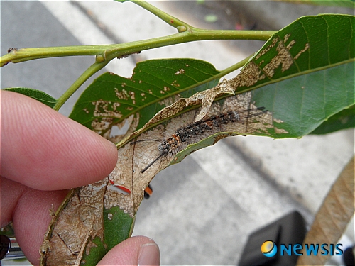 【하동=뉴시스】차용현 기자 = 경남 하동군은 적량면, 진교면, 횡천면인근 산림에서 붉은매미나방의 유충으로 추정되는 해충이 발견돼 즉시 현장으로 출동해 방제를 실시 하고 있다고 29일 밝혔다. (사진=하동군 제공)&nbsp; photo@newsis.com